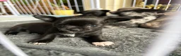 Chihuahua dogs for sale: 🐾 Stunning Chihuahua Puppies Available 🐾 - Advert 9
