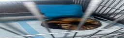 Ferret rodents for sale: Tame male ferret for a loving home - Advert 6