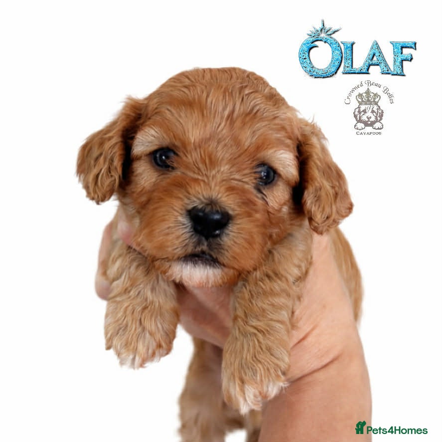 Cavapoo dogs Beautiful F1 Cavapoo puppies  - Advert 2