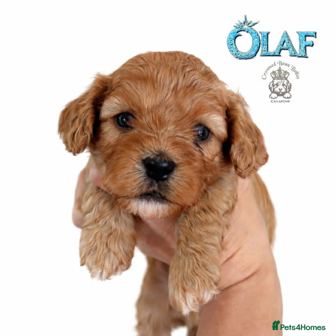 Cavapoo dogs for sale: Beautiful F1 Cavapoo puppies  - Advert 2