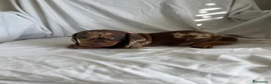 Dachshund 3