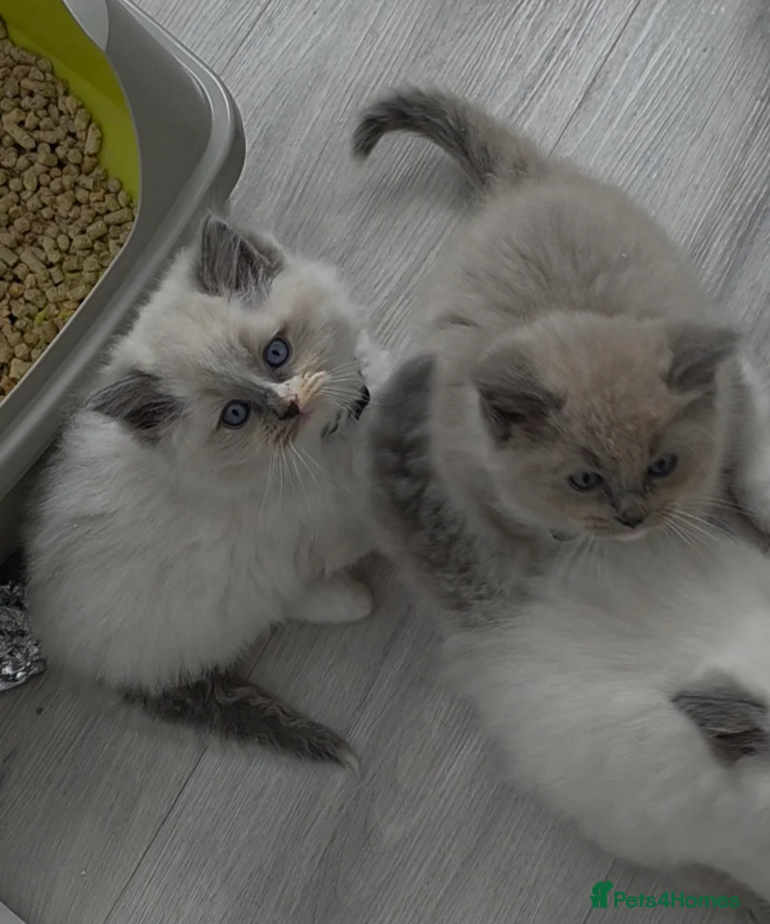 Ragdoll cats for sale: BEAUTIFUL MINK & BLUE MITTED KITTENS 😸  - Advert 2