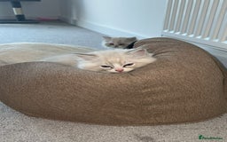 Ragdoll cats for stud: TICA RAGDOLL STUD CAT FOR SALE GRAND EUR CHAMP BL! - Image 16