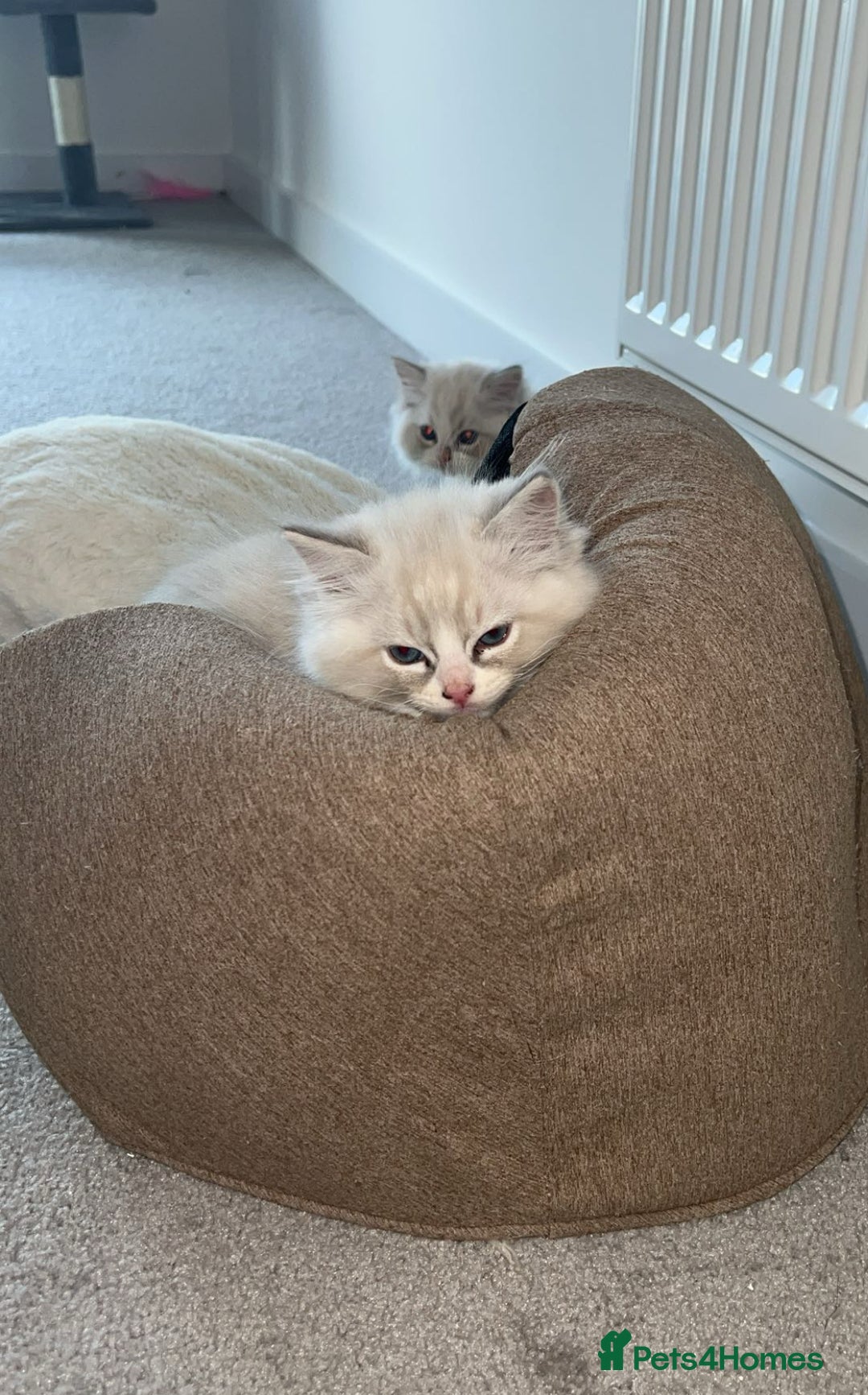 Ragdoll cats for stud: TICA RAGDOLL STUD CAT FOR SALE GRAND EUR CHAMP BL! - Image 16
