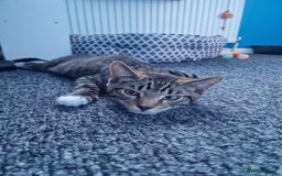 Mixed Breed cats for sale: Male and Female Cats - Image 18