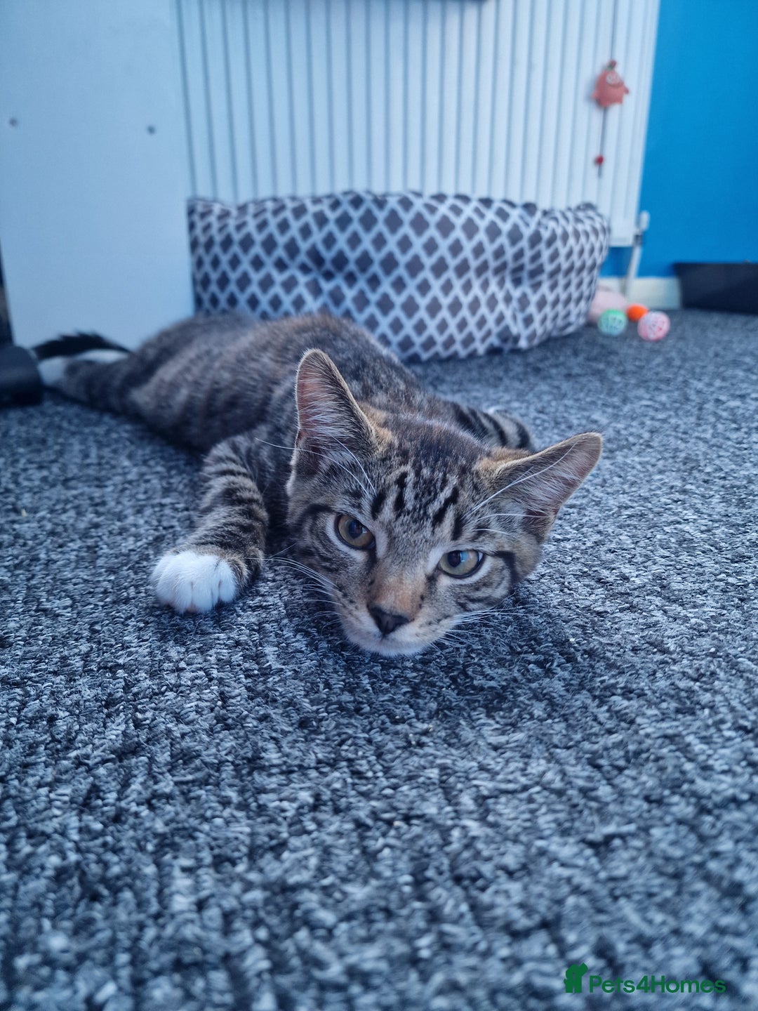 Mixed Breed cats for sale: Male and Female Cats - Image 18