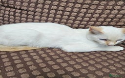 Ragdoll cats for sale: Cat 1 male - Image 2