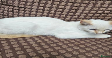 Ragdoll cats - Advert 7