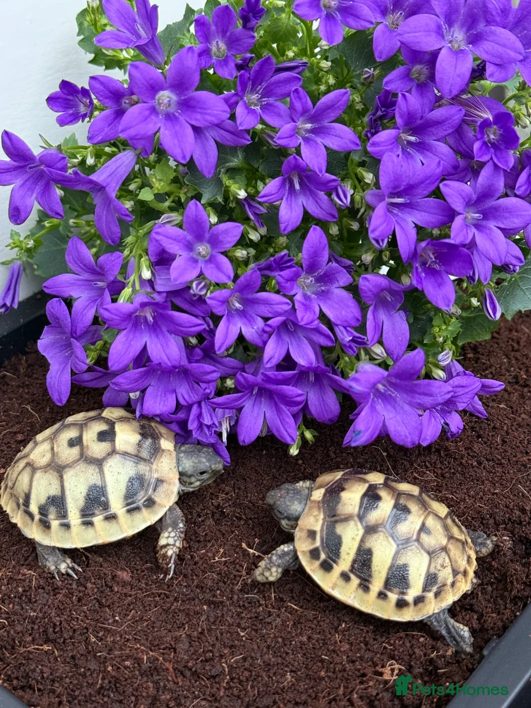 Hermann Tortoise reptiles for sale: Baby Hermanns for sale. Setup’s available too - Advert 2