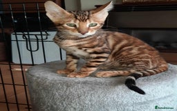 Toyger cats for sale: STUNNING TICA REG, PEDIGREE TOYGER CUBS - Image 4