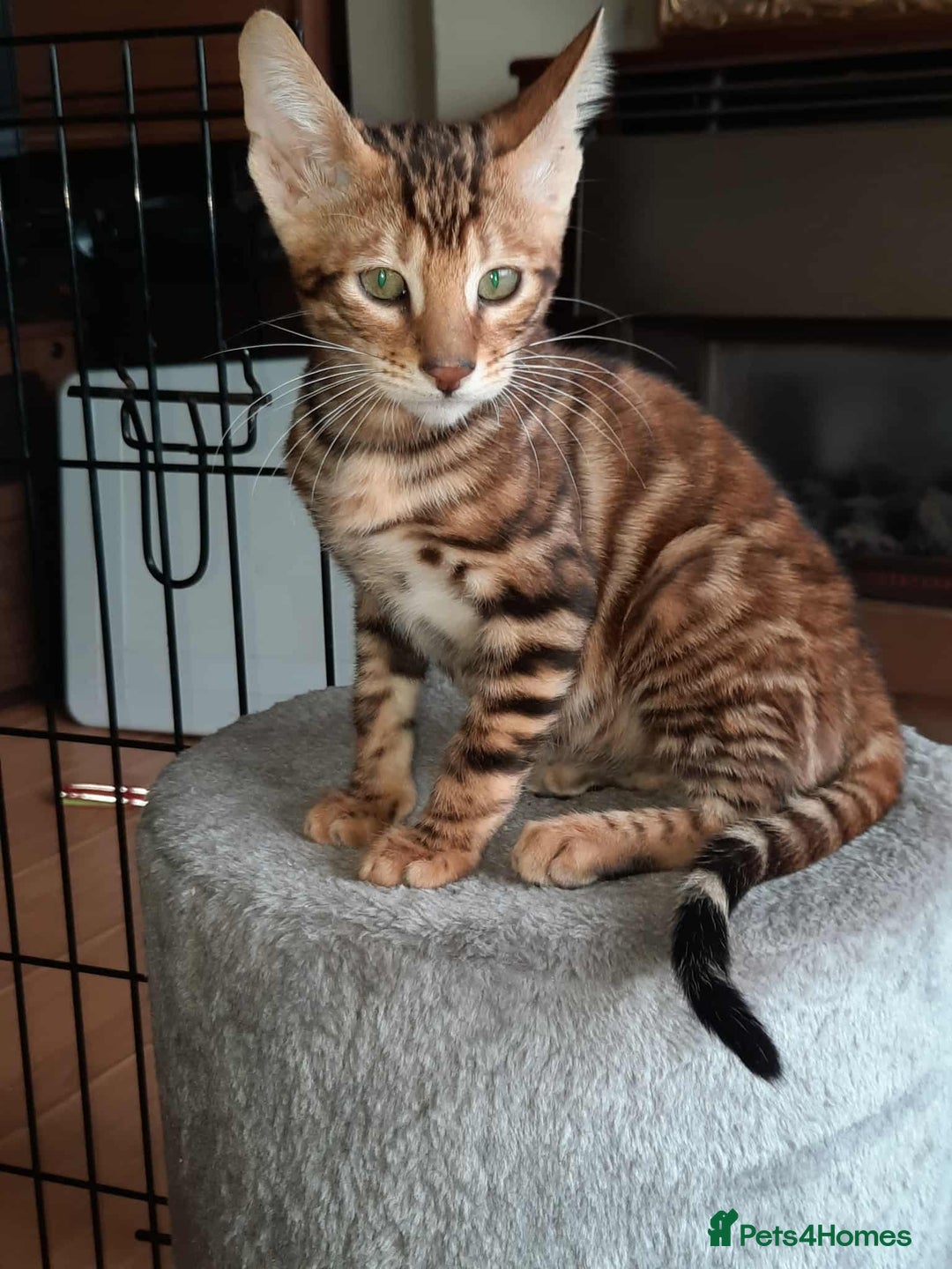 Toyger cats for sale: STUNNING TICA REG, PEDIGREE TOYGER CUBS - Image 4
