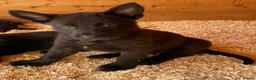 German Shepherd dogs for sale: Working Line German Shepherd Puppies - Cornwall in Hayle - Advert 4