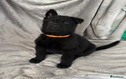 German Shepherd dogs for sale: Exceptional KC Reg DDR GSD Puppies Rare Bloodlines - Image 8