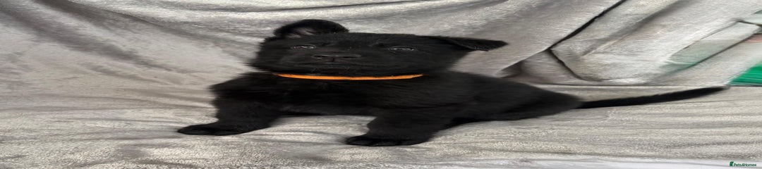German Shepherd Puppy 3 (Orange Collar)