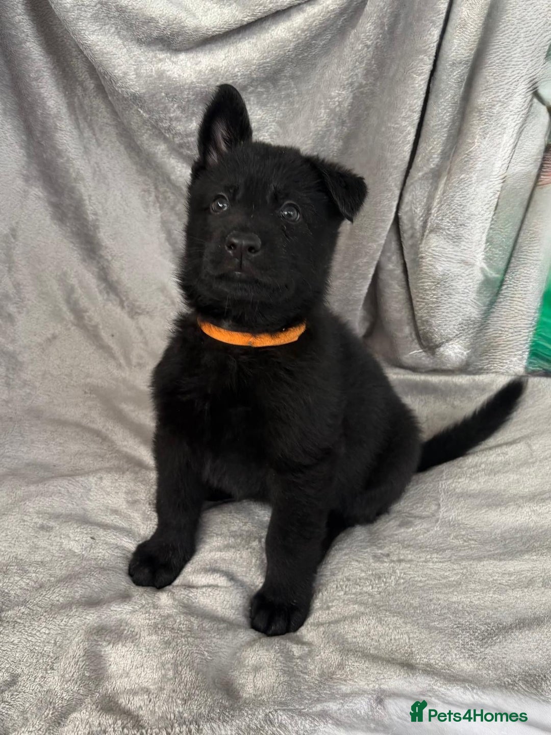 German Shepherd dogs for sale: Exceptional KC Reg DDR GSD Puppies Rare Bloodlines - Image 8