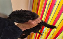 Cockapoo dogs for sale: Small Cockerpoo female puppy  - Image 2