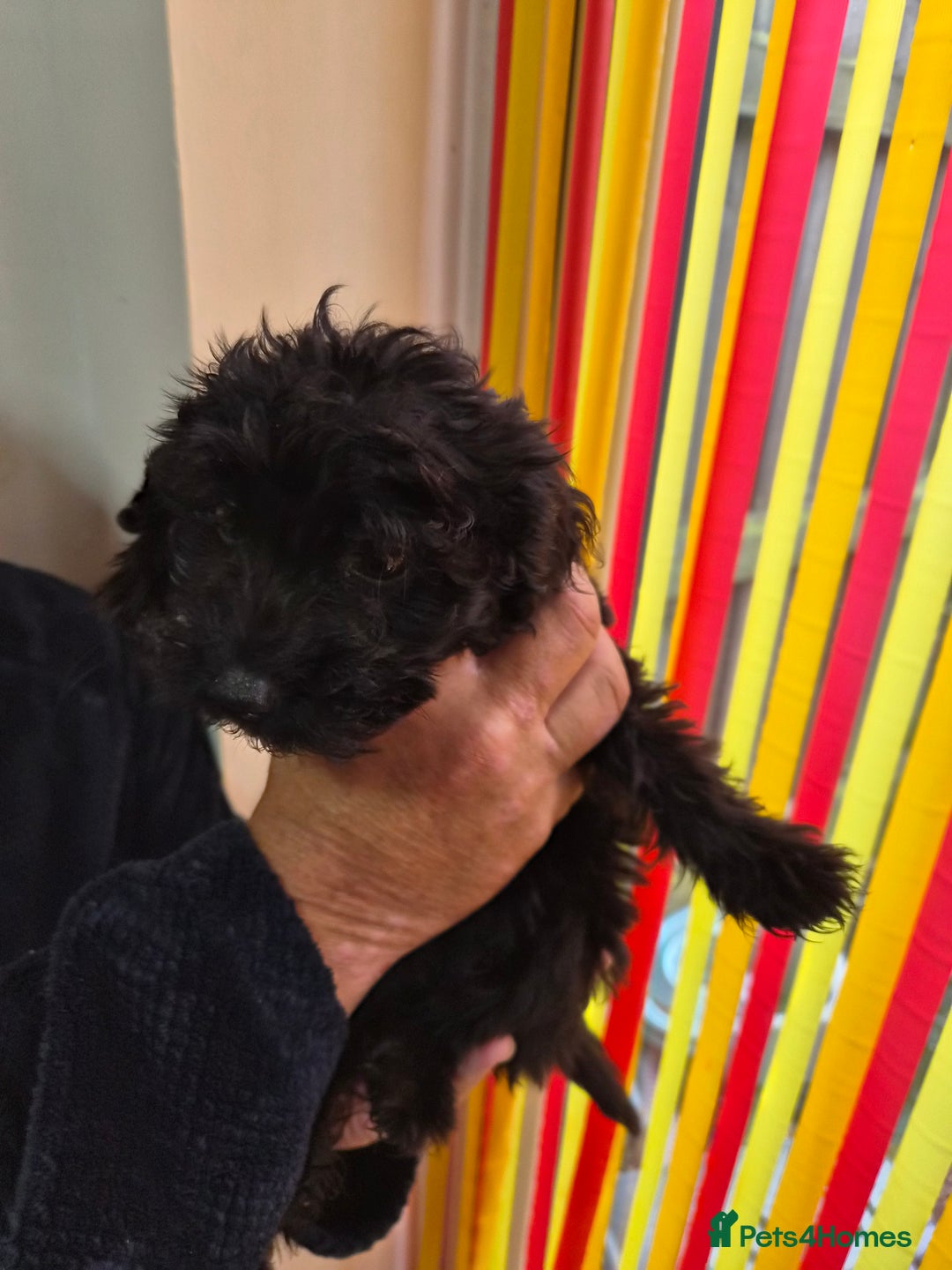 Cockapoo dogs for sale: Small Cockerpoo female puppy  - Image 2