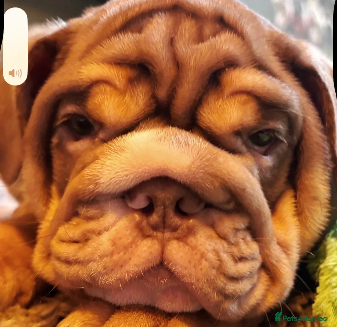 English Bulldog dogs for sale: Ernie  in Middlesbrough - Advert 2