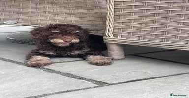 Cockapoo dogs - Advert 11