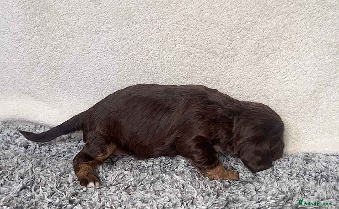 Cocker Spaniel dogs for sale: ✨Beautiful Cocker Spaniel Puppies✨ - Advert 23