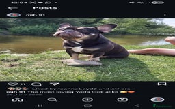French Bulldog dogs for sale: Rehoming Ralph  - Image 1