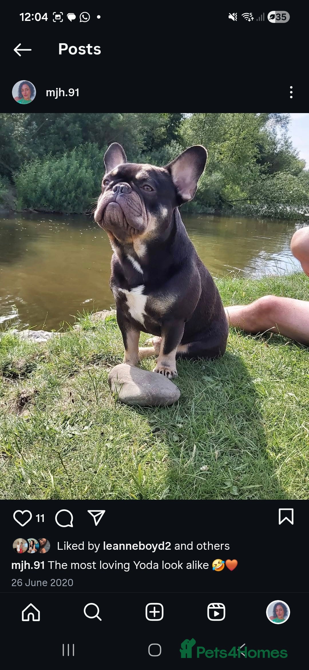 French Bulldog dogs for sale: Rehoming Ralph  - Image 1