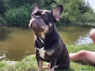 French Bulldog dogs - Advert 2