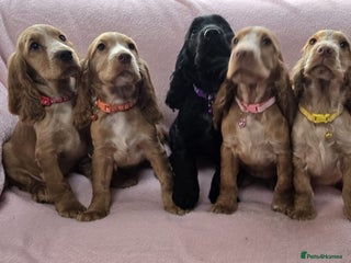 Cocker Spaniel dogs - Advert 17
