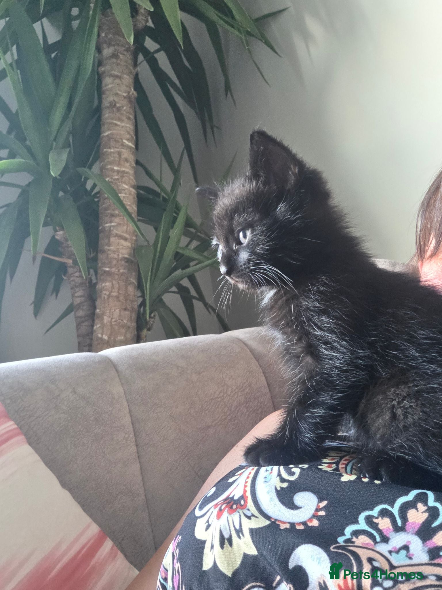 Mixed Breed cats Ready in a week - Advert 6