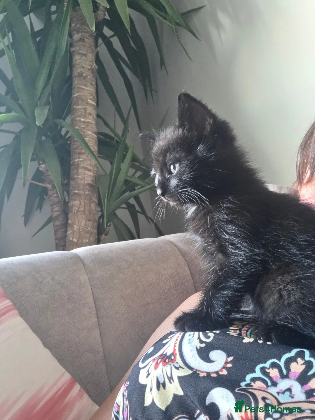 Mixed Breed cats for sale: Ready in a week in Romney Marsh - Advert 1