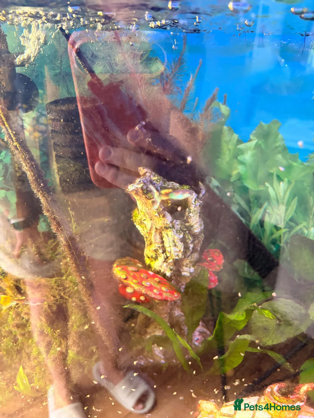 Sharks fish for sale: Full tank set up - Advert 2