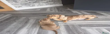 Miniature Dachshund 1