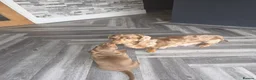 Miniature Dachshund dogs for sale: Beautiful Miniature Dachshund Puppies  in Coventry - Advert 8