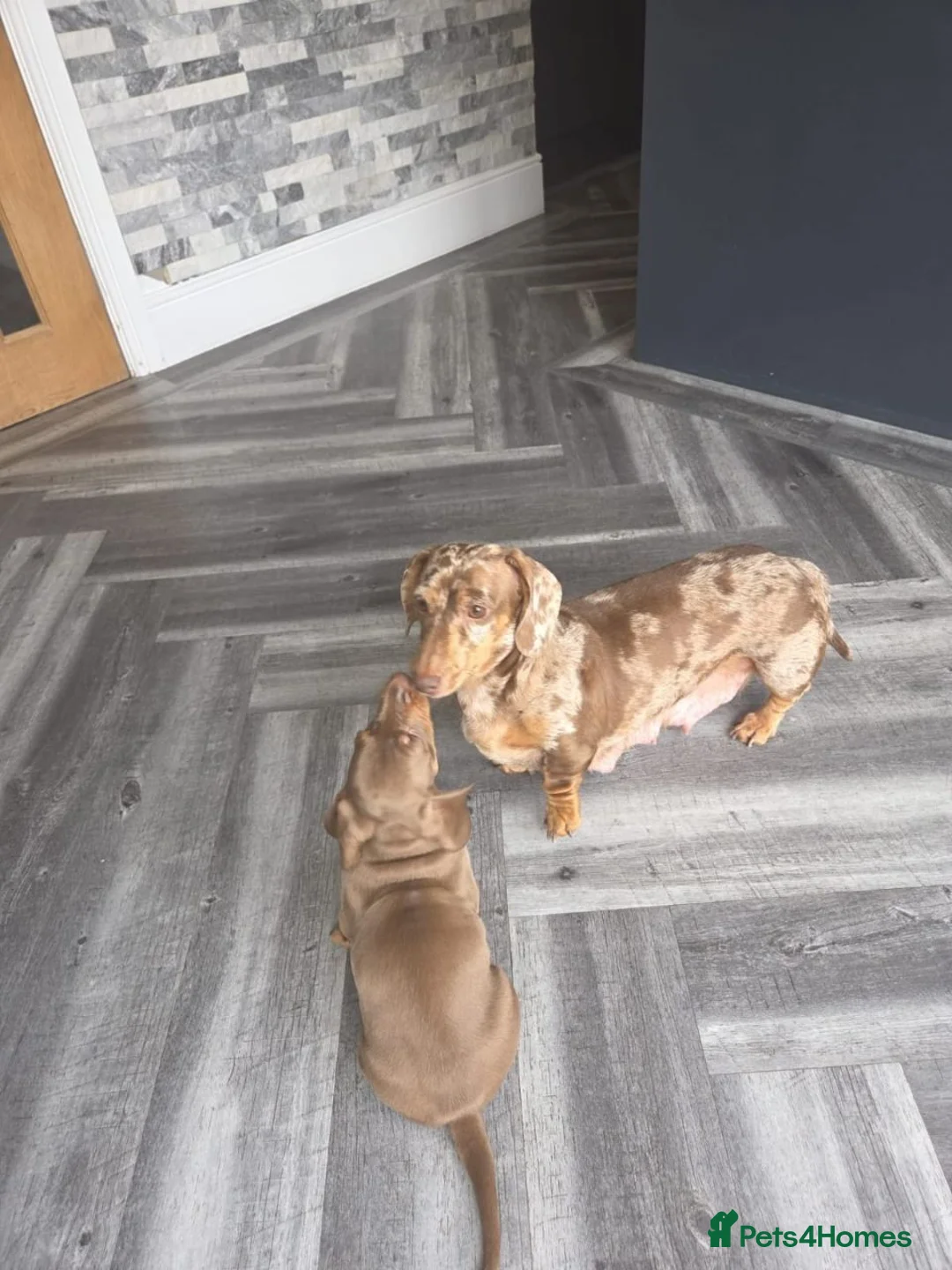 Miniature Dachshund dogs for sale: Beautiful Miniature Dachshund Puppies  in Coventry - Advert 8