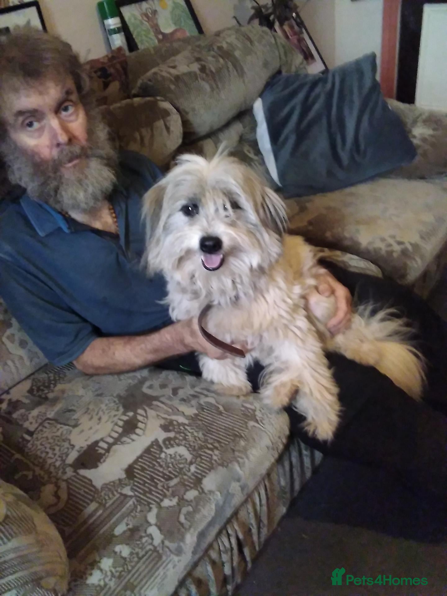 Mixed Breed dogs Unusual maltispitz looking for good home - Advert 17