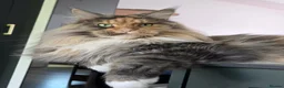 Maine Coon cats for sale: Female Maine Coon Registered FIFe/ Reservation!!! - Advert 1