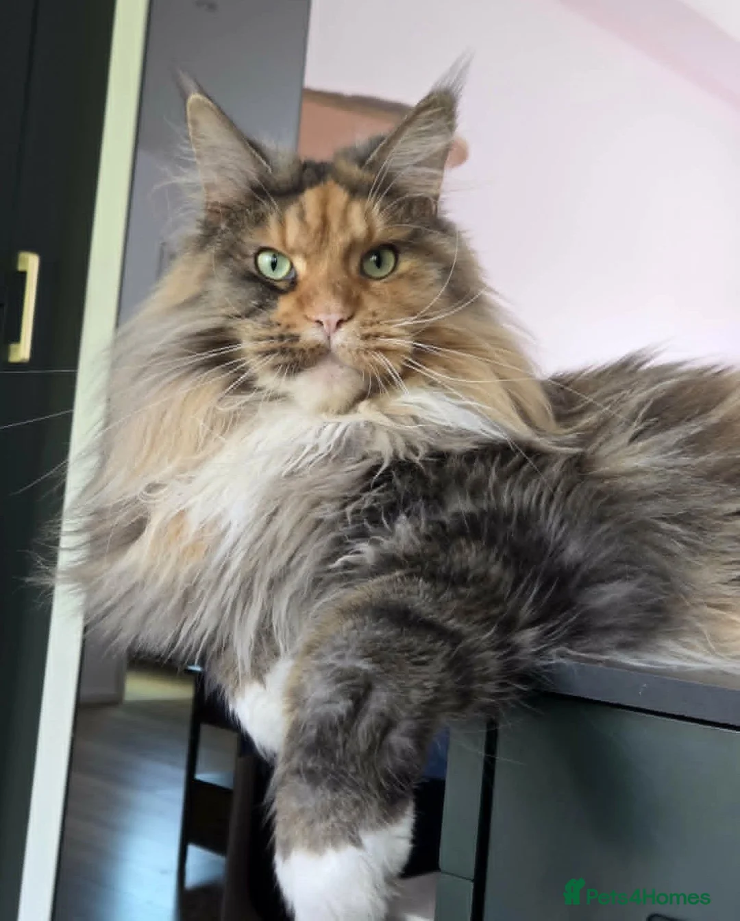 Maine Coon cats for sale: Female Maine Coon Registered FIFe/ Reservation!!! - Advert 1