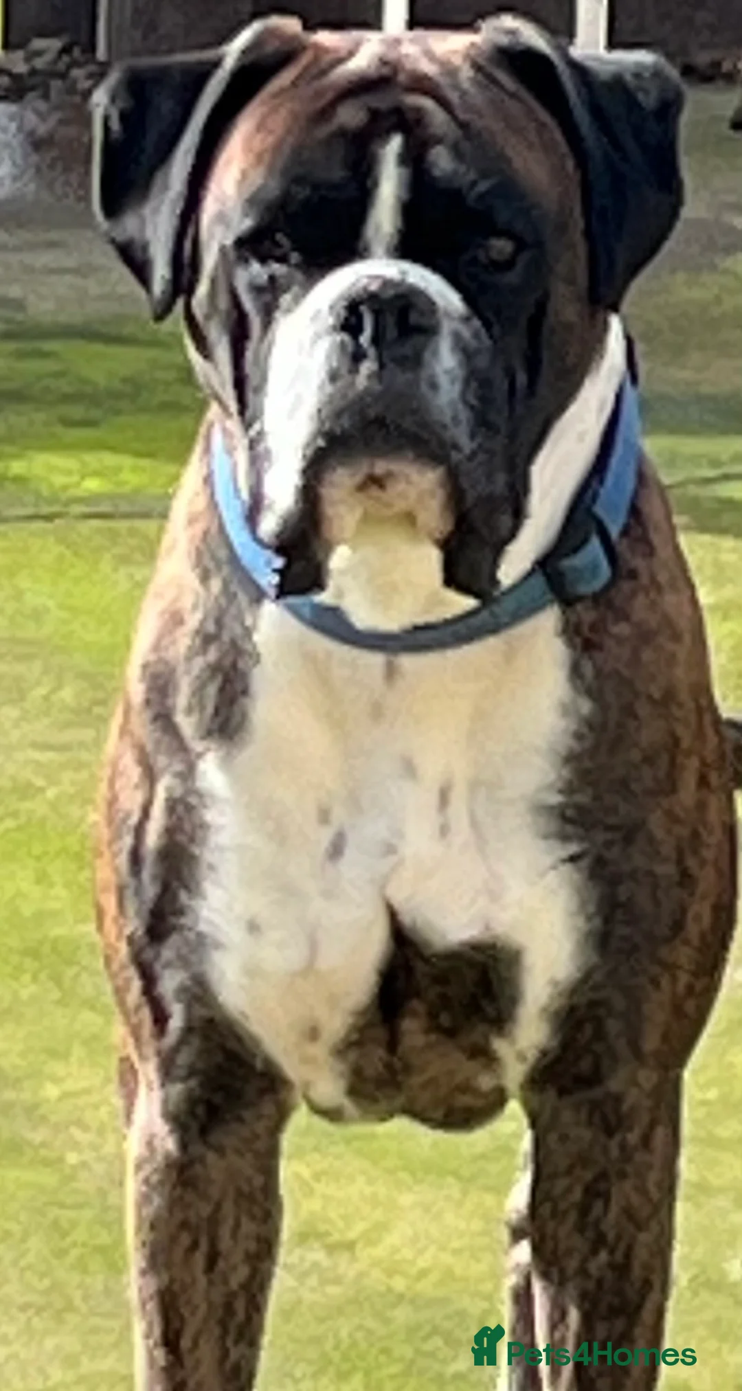 Boxer dogs for stud: Rocco in Bishop Auckland - Advert 2