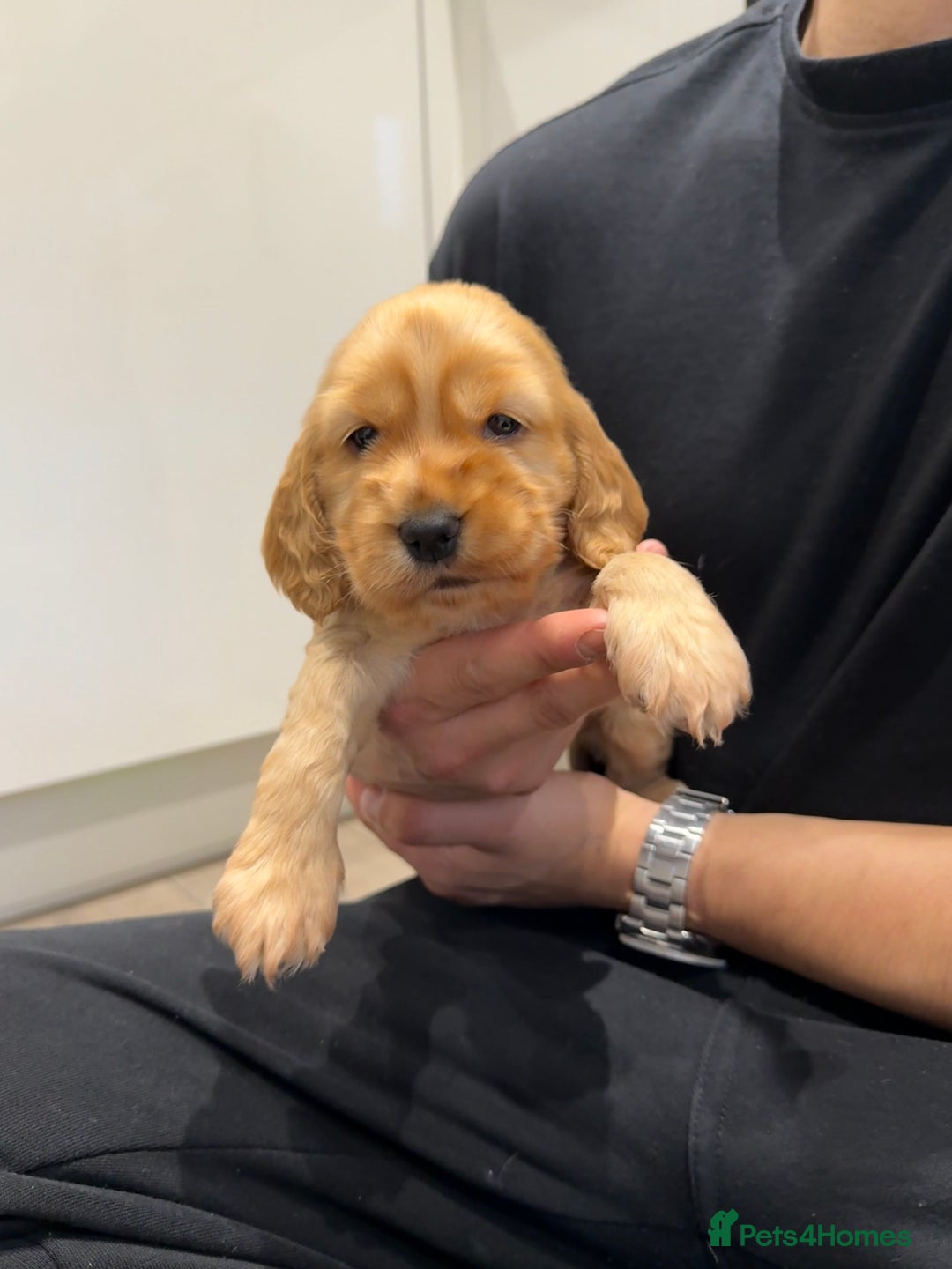 Cocker Spaniel dogs for sale: Exceptionally Beautiful Show Cockers  - Advert 5