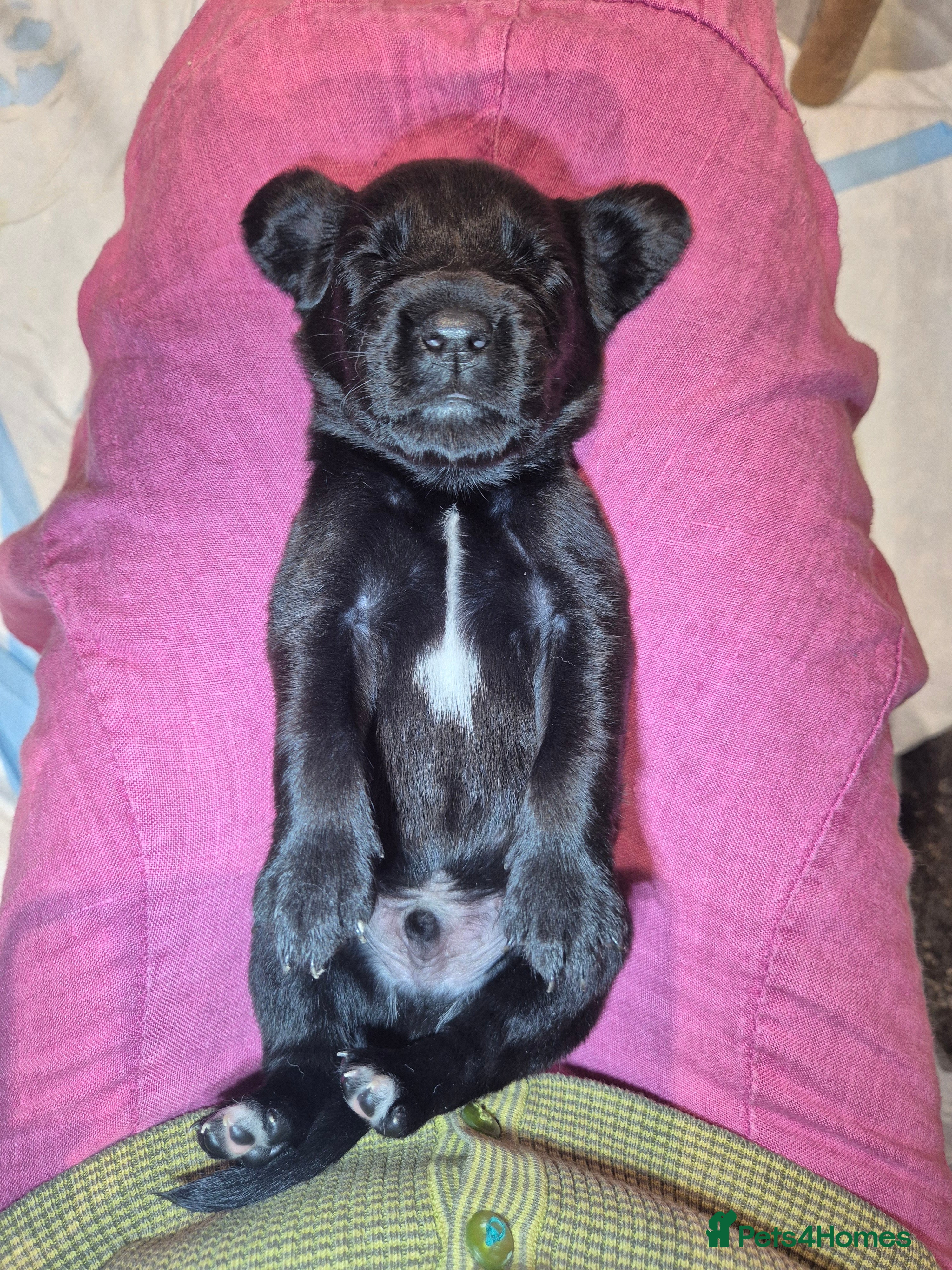 Springador dogs Fabulous Springador Puppies for Sale - Advert 2