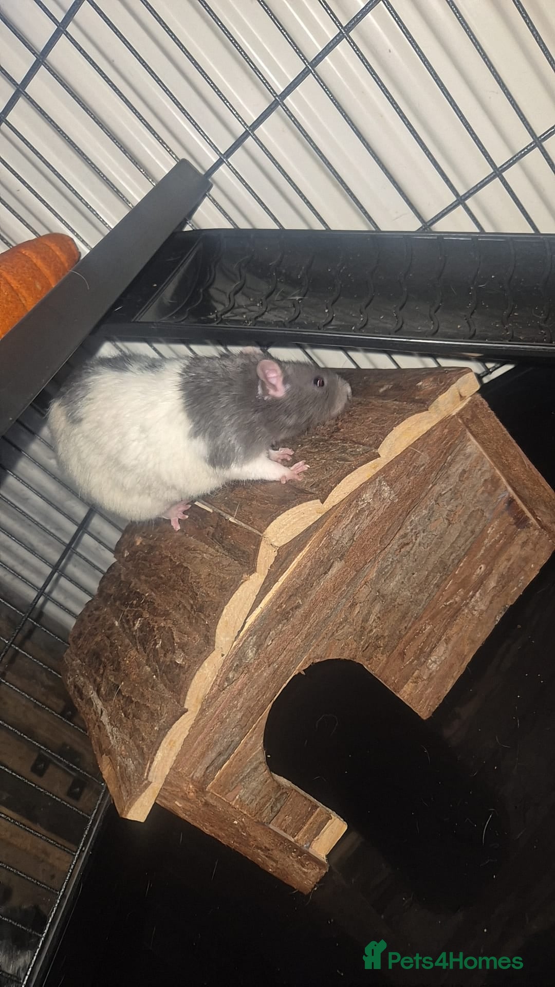 Rat rodents for sale: X2 male rats with cage  - Image 3