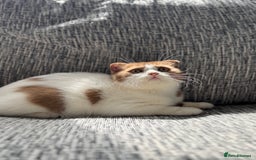 Scottish Fold cats for sale: Ready now - Super Cinnamon Bi Colour Boy - Image 2