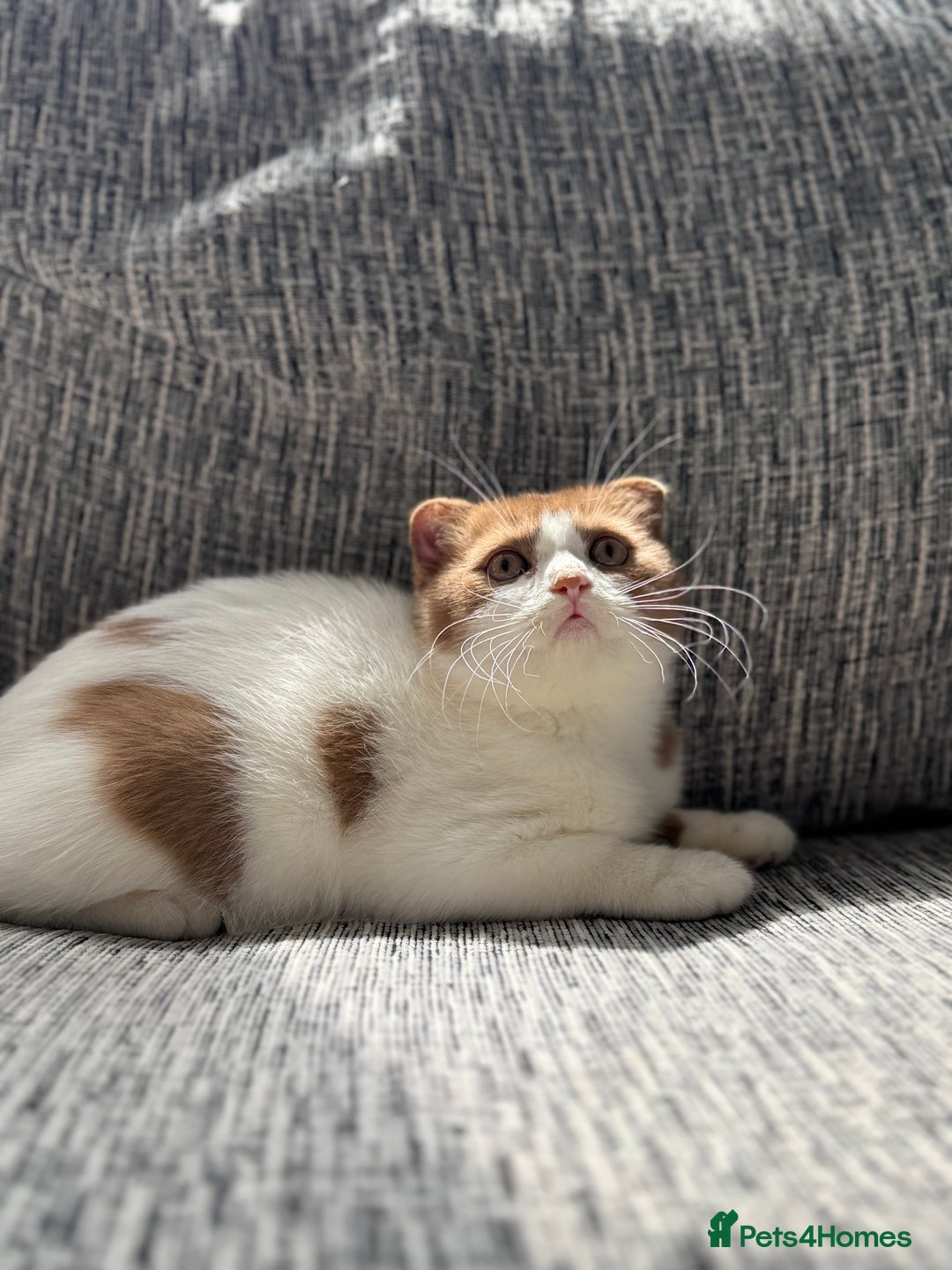 Scottish Fold cats for sale: Ready now - Super Cinnamon Bi Colour Boy - Image 2
