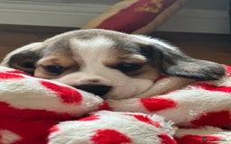 Beagle dogs for sale: KC Registered Beagles - Image 1