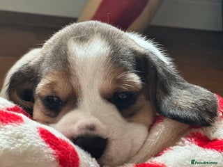 Beagle dogs - Advert 5