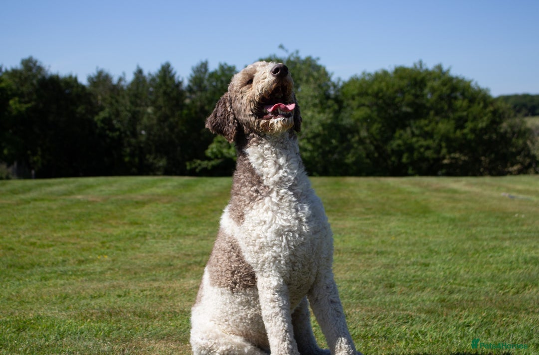 Labradoodle dogs for stud: Labradoodle Stud - Image 1
