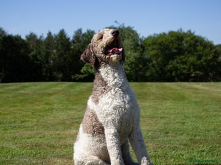 Labradoodle dogs Labradoodle Stud - Advert 10