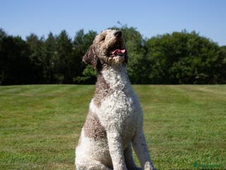 Labradoodle dogs Labradoodle Stud - Advert 1