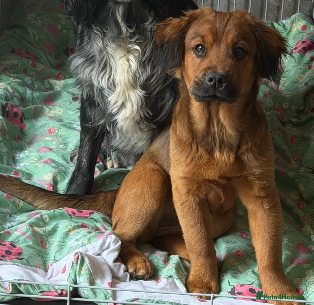 Mixed Breed dogs for sale: Beautiful 8 month old puppy  - Advert 1
