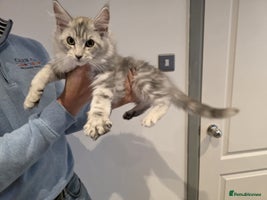 Maine Coon cats - Advert 6